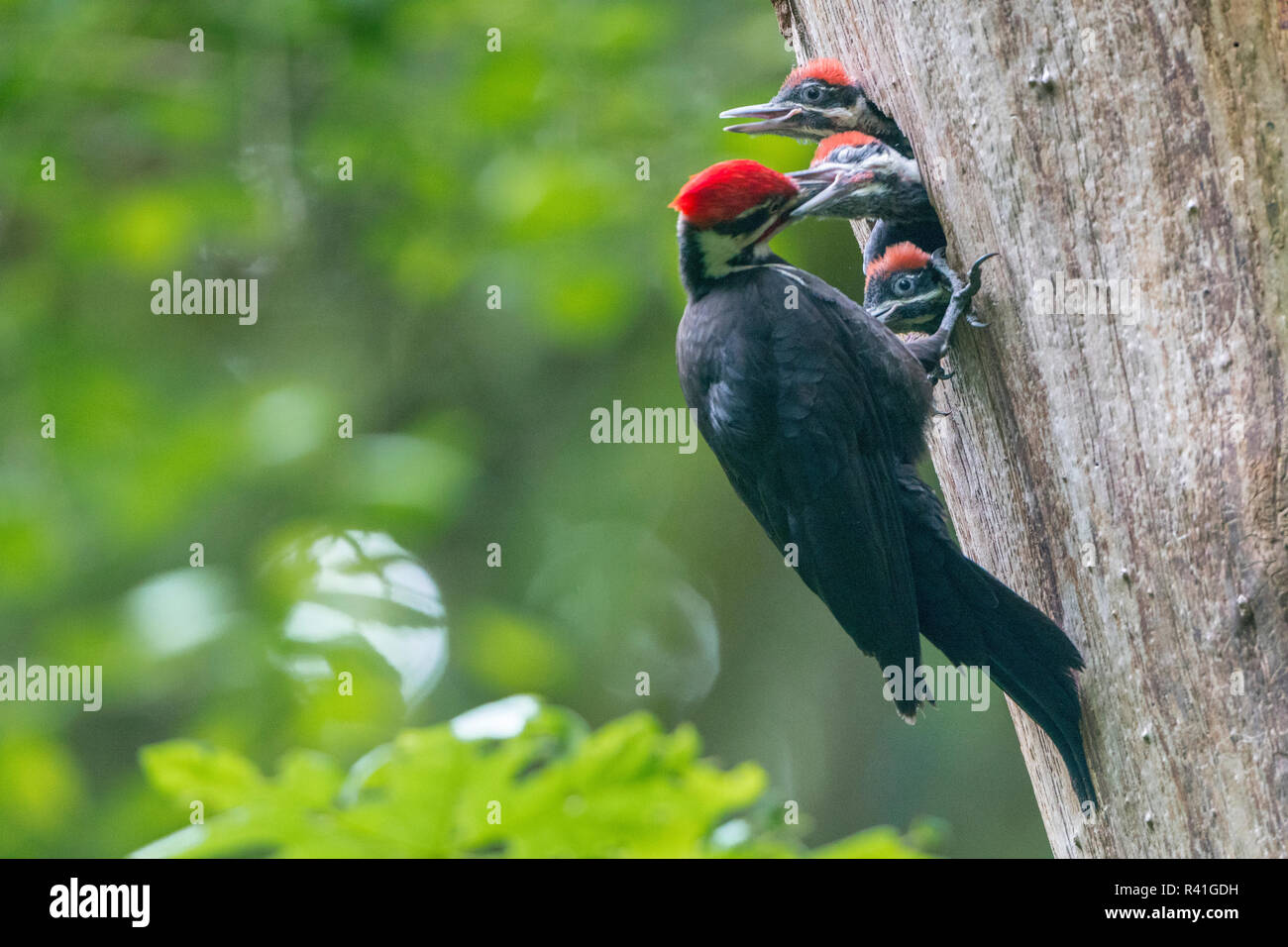 USA, Washington State. Männliche Pileated Woodpecker (Dryocopus pileatus) Feeds bettelnde Küken im Nest hole. Stockfoto