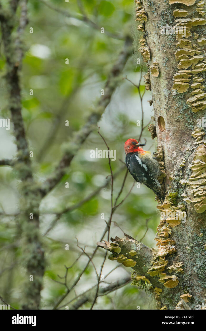 USA, Washington State. Red-breasted Sapsucker (Sphyrapicus ruber) Sitzstangen beiseite ein Nest in einem Red alder Baumstumpf gebohrt Stockfoto