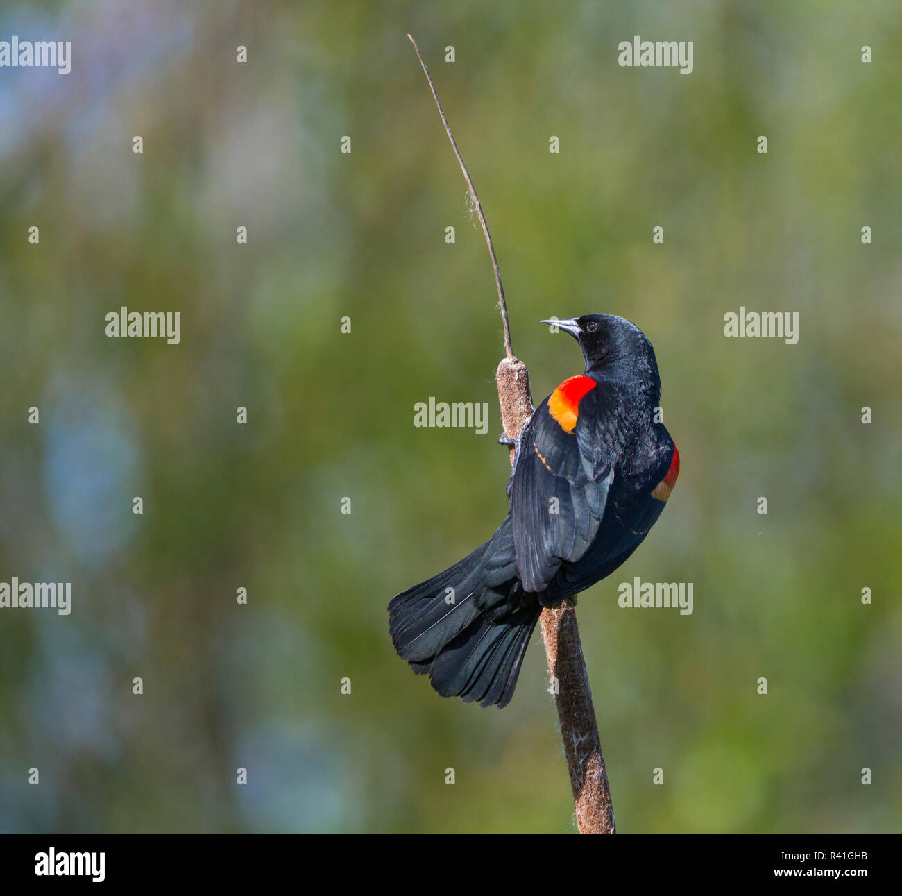 USA, Washington State. Männlich Red-winged blackbird (Agelaius phoeniceus) Anzeige von roten Epauletten auf einem cattail Barsch in Schafgarbe Bay am Lake Washington. Stockfoto