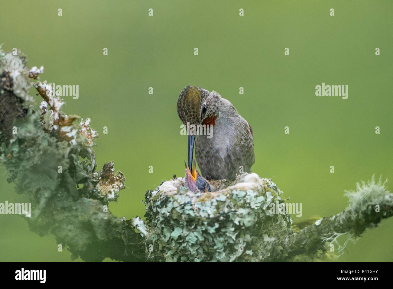 USA, Washington State. Anna's Kolibri (Calypte Anna) weibliche Fütterung Küken im Nest in Marymoor Park, Redmond. Stockfoto