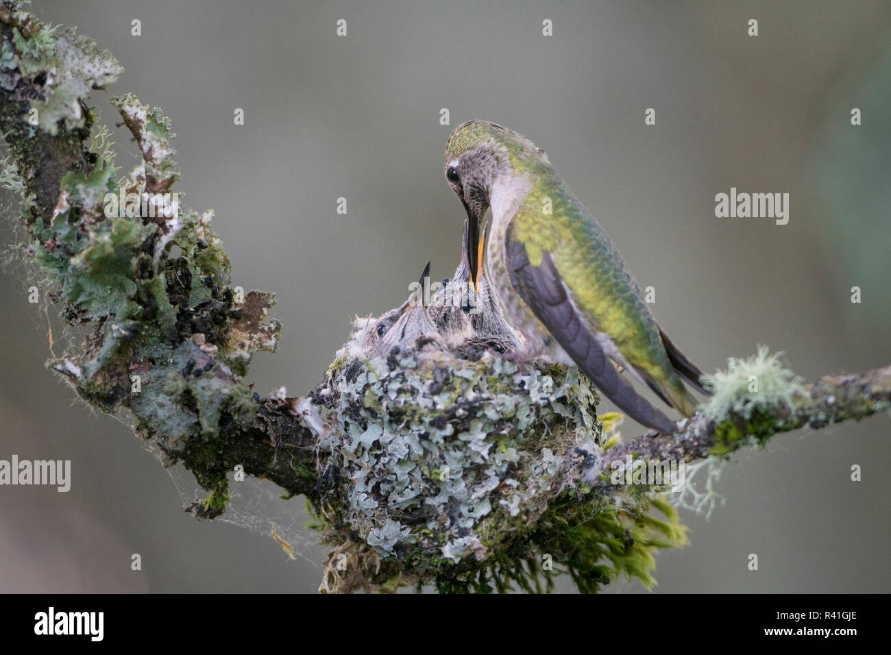 USA, Washington State. Anna's Kolibri (Calypte Anna) weibliche Fütterung zwei Küken im Nest in Marymoor Park, Redmond. Stockfoto