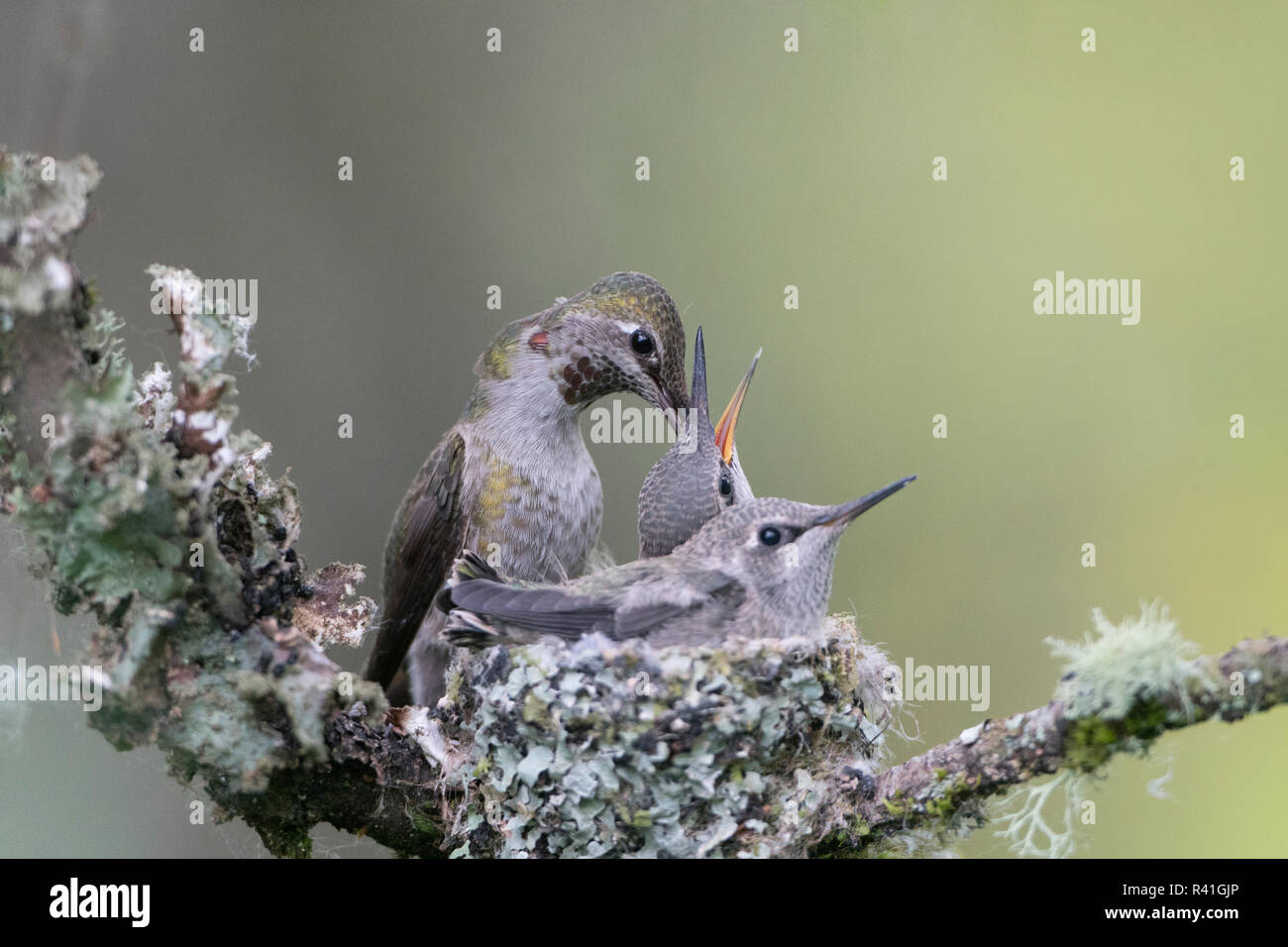 USA, Washington State. Anna's Kolibri (Calypte Anna) weibliche Fütterung zwei große Küken im Nest in Marymoor Park, Redmond. Stockfoto