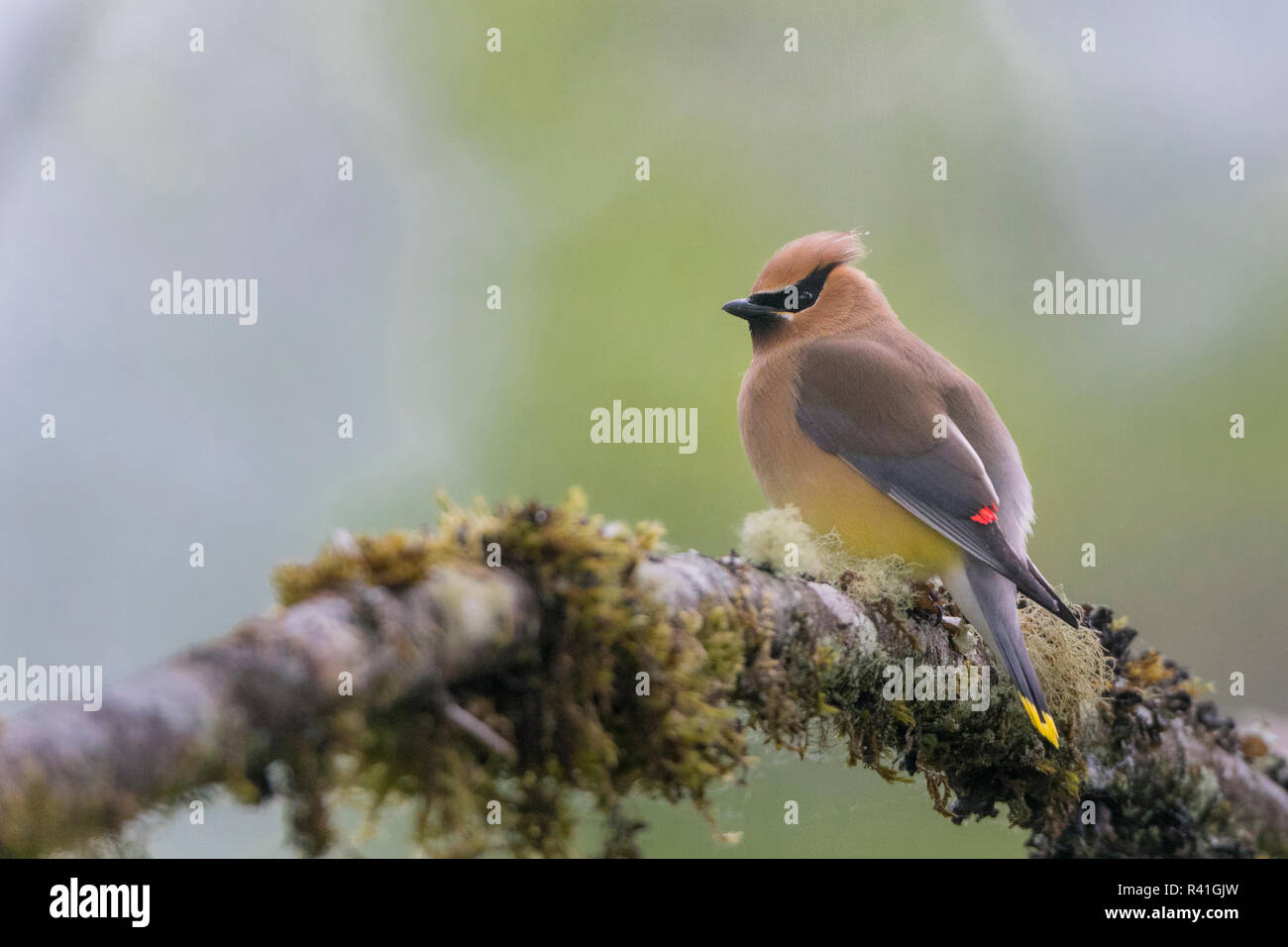 USA, Washington State. (Cedar Waxwing Bombycilla cedrorum) auf einer Stange im westlichen Washington. Stockfoto