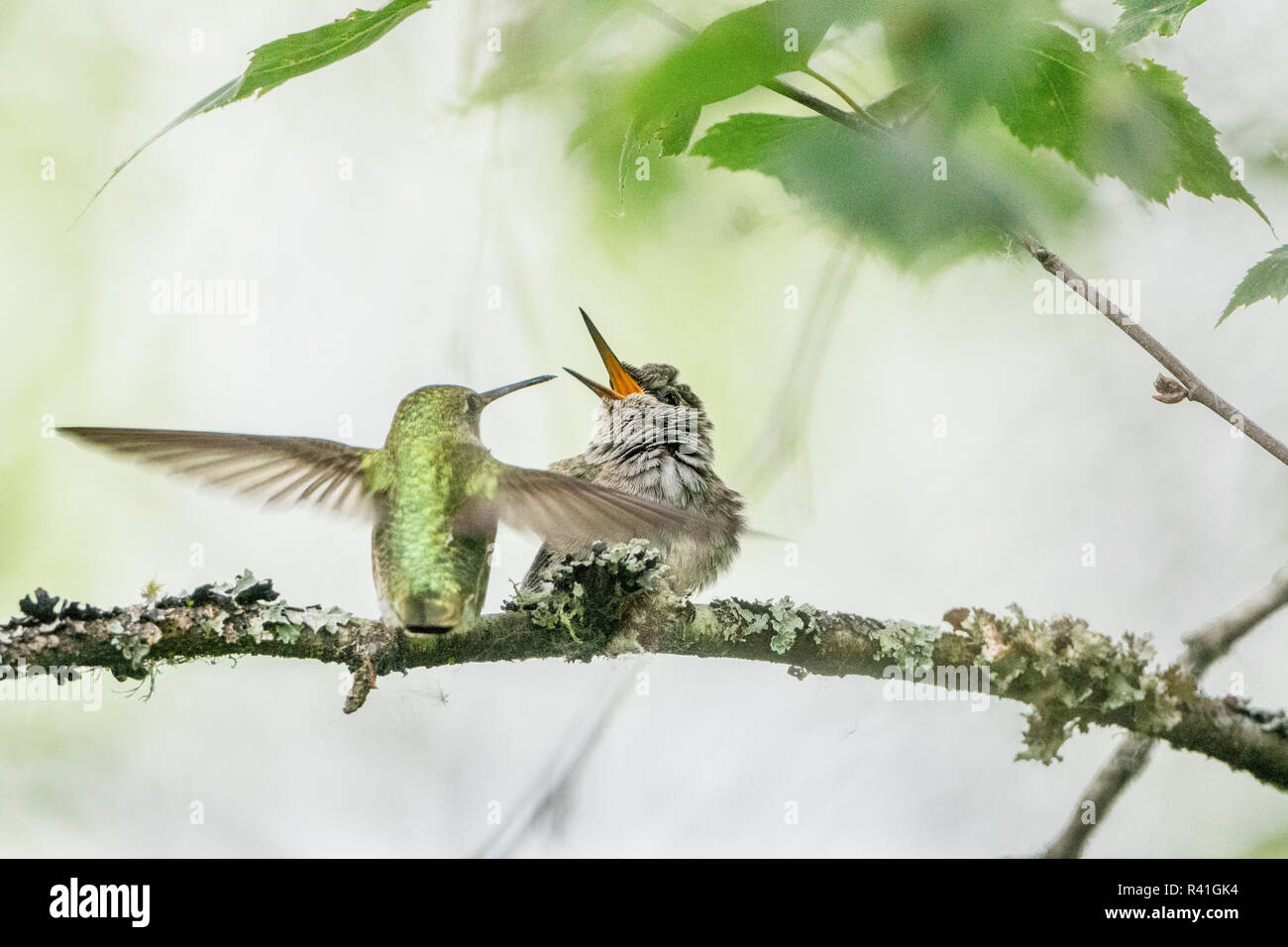 USA, Washington State. Anna's Kolibri (Calypte Anna) Weibliche fertig wird, ein nur vollwertige Küken auf einem Zweig in Marymoor Park, Redmond zu füttern. Stockfoto