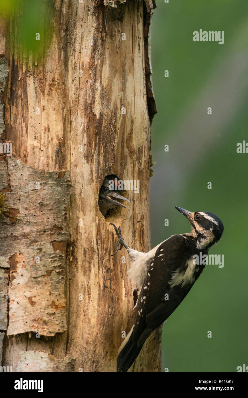 USA, Washington State. Weibliche Hairy Specht (Picoides Villosus) am Nest Küken in Western Washington. Stockfoto