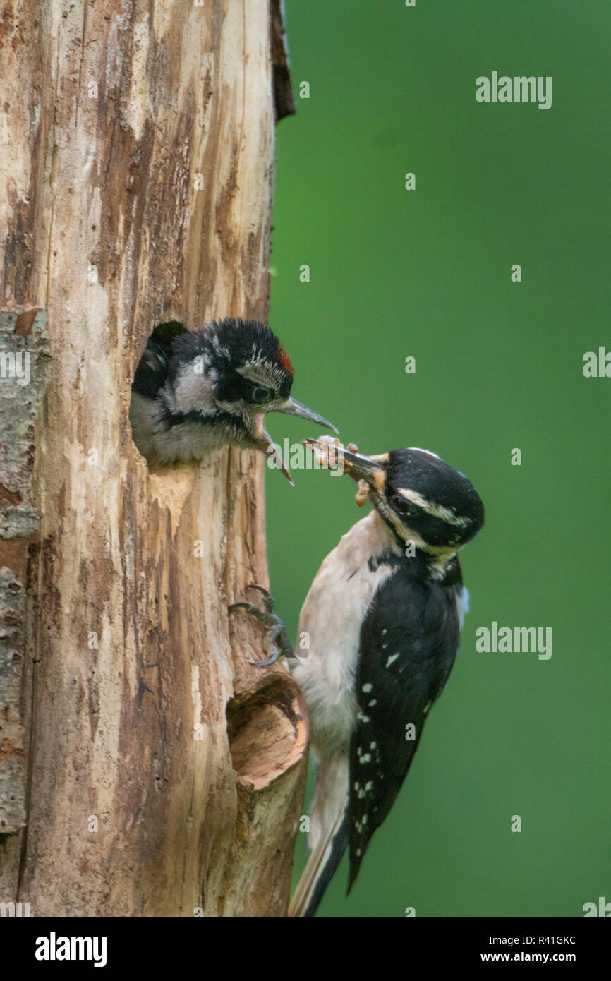 USA, Washington State. Weibliche Hairy Specht (Picoides Villosus) Ernährung Küken im Nest in Western Washington. Stockfoto