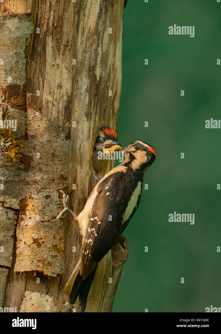 USA, Washington State. Männliche Hairy Specht (Picoides Villosus) Ernährung Küken im Nest in Western Washington. Stockfoto