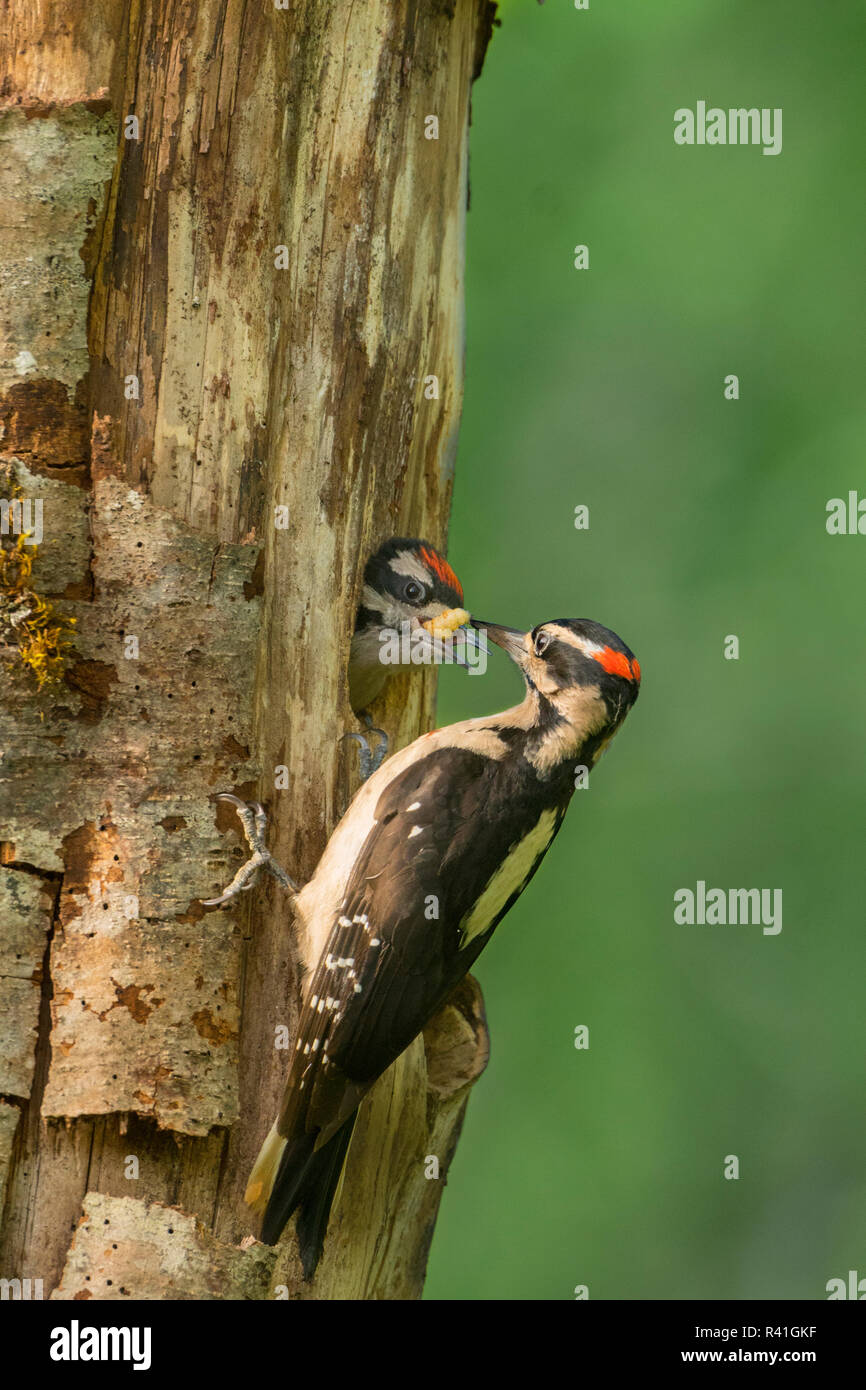 USA, Washington State. Männliche Hairy Specht (Picoides Villosus) Ernährung Küken im Nest in Western Washington. Stockfoto