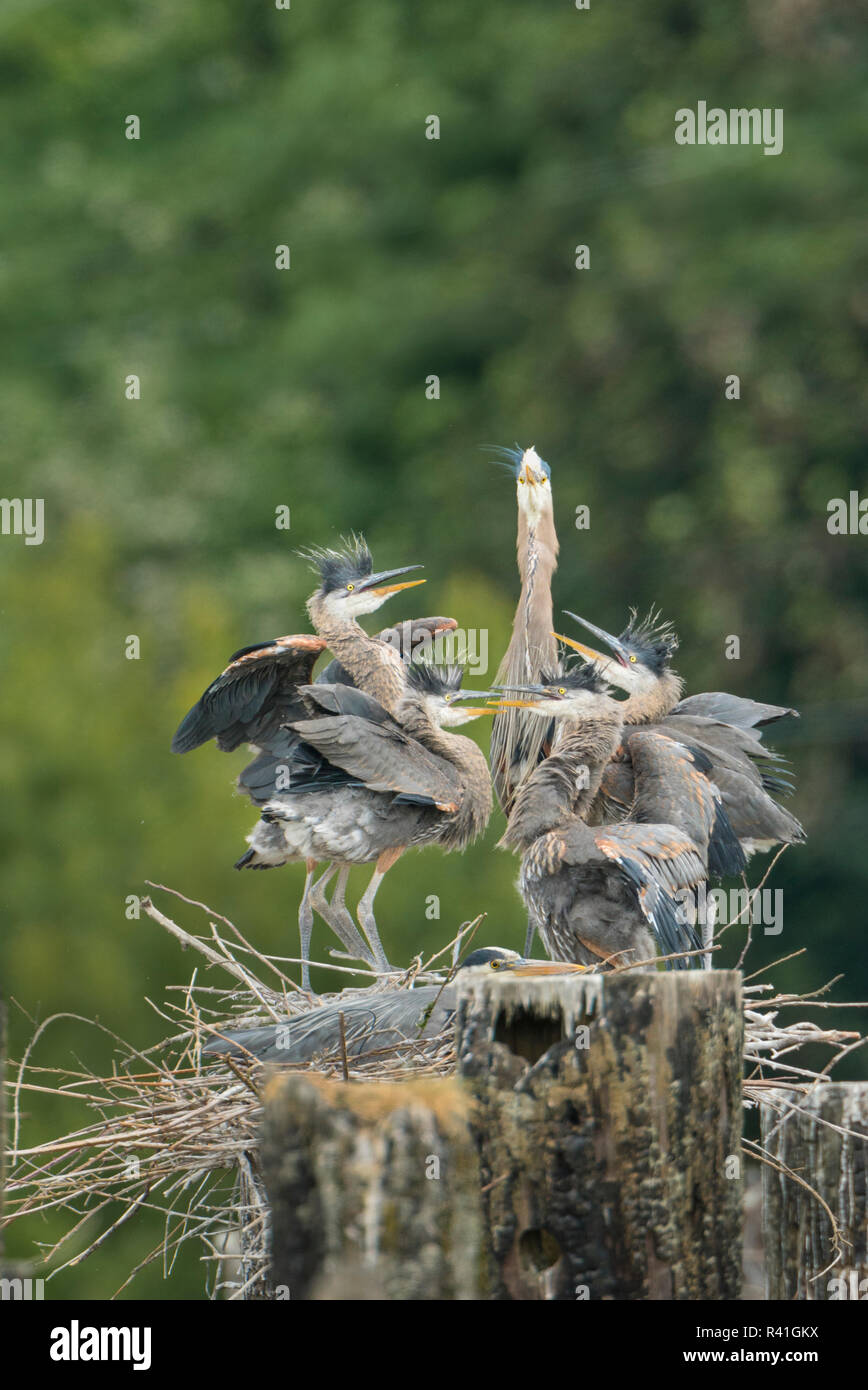 USA, Washington State. Great Blue Heron (Ardea herodias) Erwachsene mit betteln Küken im Nest in der Kolonie am Everett Marina. Stockfoto
