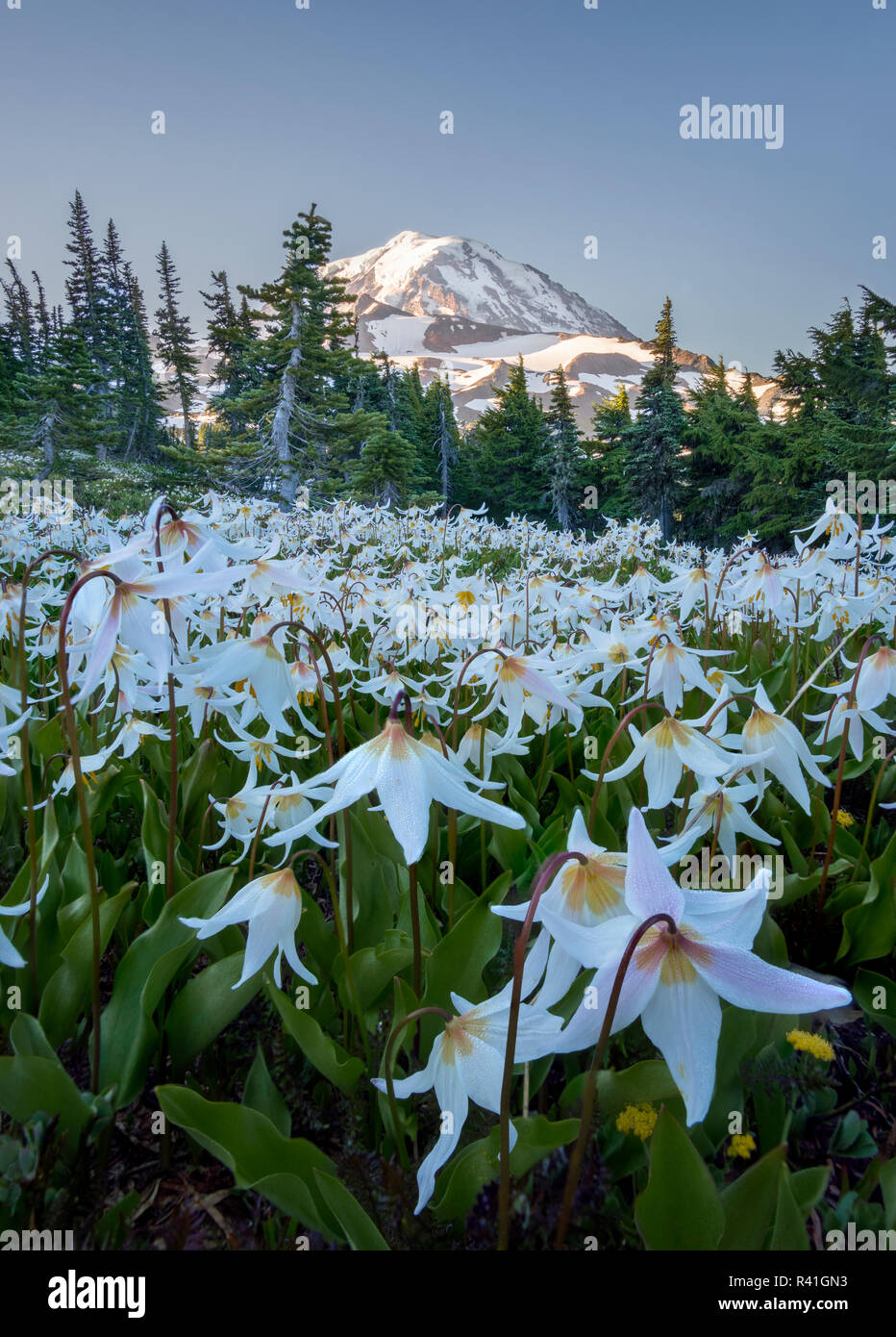 USA, Washington State. Lawine Lily (Erythronium montanum) in Spray Park mit Mt. Rainier hinter am Mt. Rainier National Park. Stockfoto