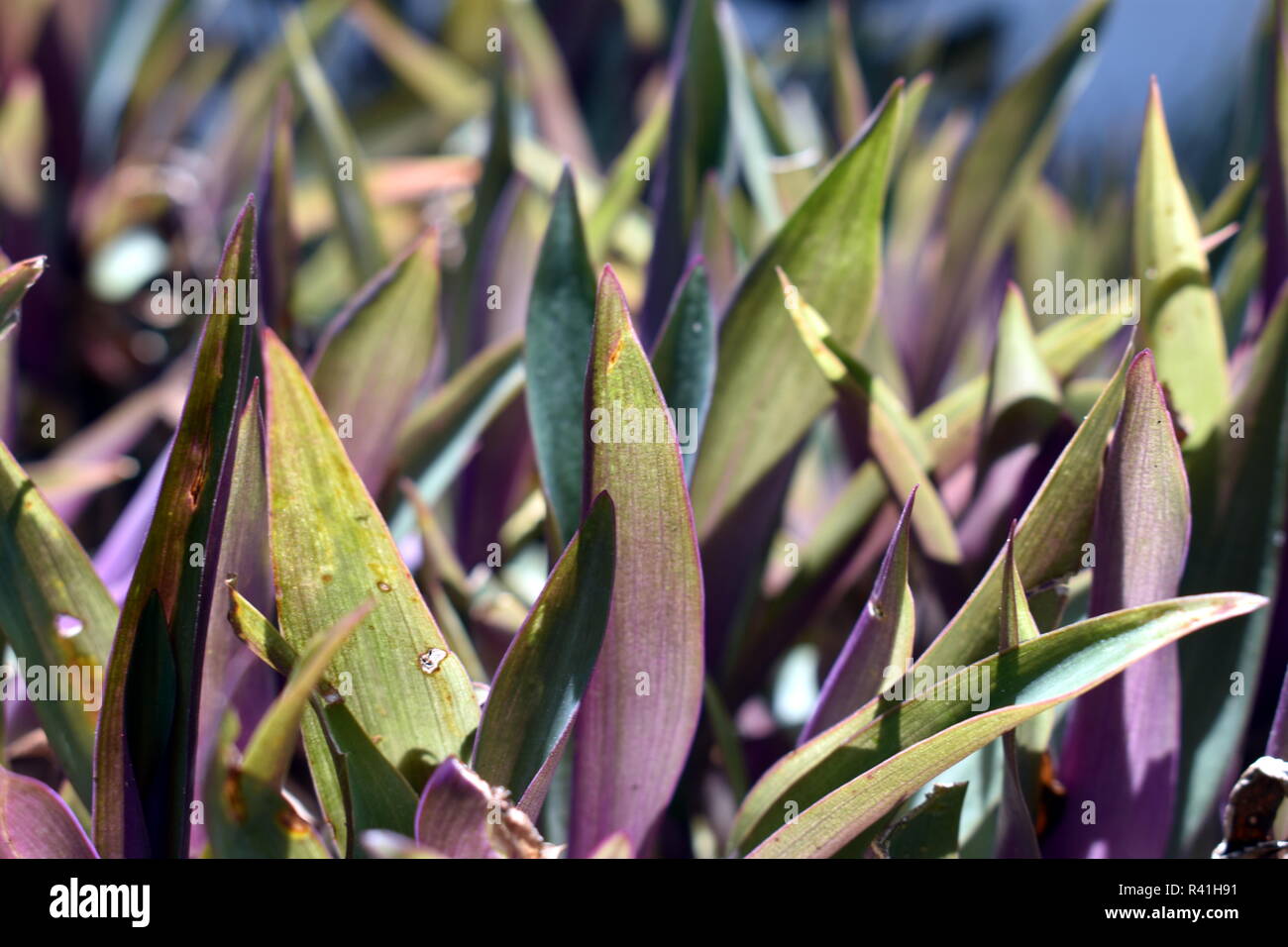 Lila Blätter Stockfoto
