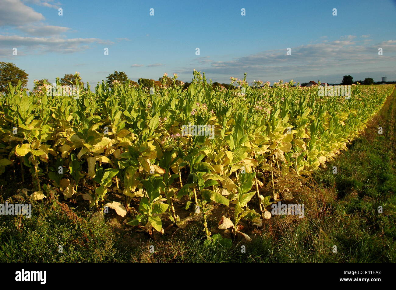 Tabakanbau in hatzenbÃ¼hl/Pfalz Stockfoto