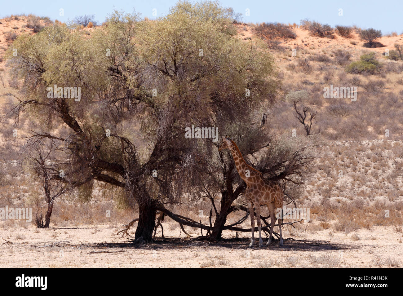 Giraffa Camelopardalis im afrikanischen Busch Stockfoto