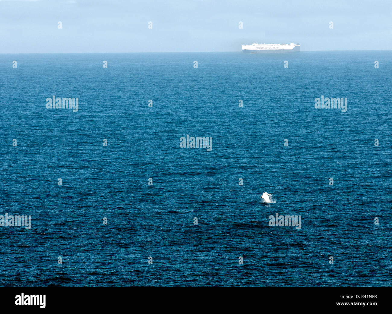 Ein Schiff, das den Transport von Autos in Sydney im weiten Ozean wie ein Buckelwal Verstöße, die in den Vordergrund Stockfoto