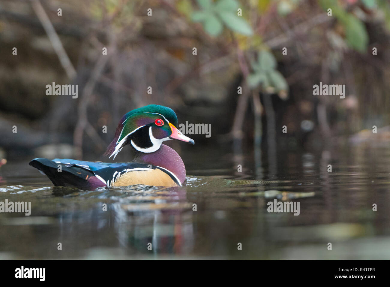 USA, Washington State. Männliche Holz Ente (Aix sponsa) auf einem Teich in Seattle. Stockfoto