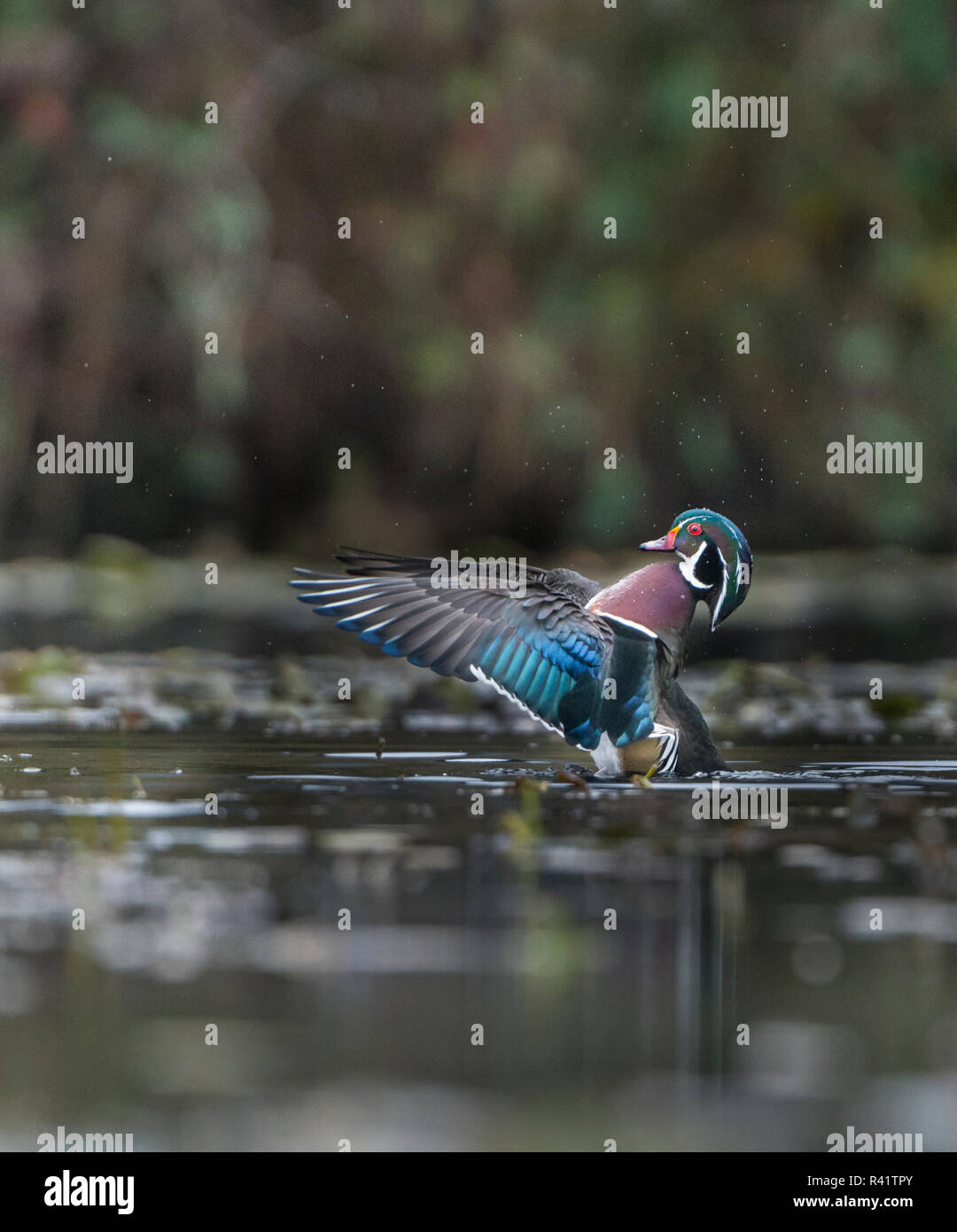 USA, Washington State. Männliche Holz Ente (Aix sponsa) Klappen seine Flügel auf Union Bay in Seattle. Stockfoto