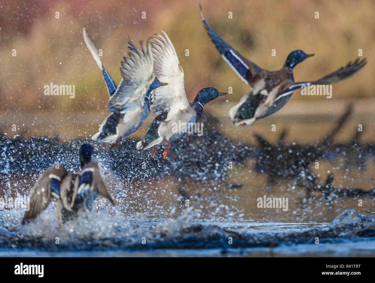 USA, Washington State. Herde (männlicher) Stockenten (Anas platyrhynchos) Flug auf Union Bay in Seattle. Stockfoto
