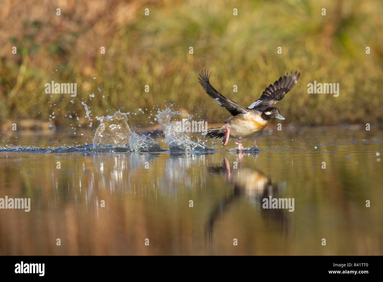 USA, Washington State. Bucephala albeola Bufflehead (female) fliegen Union Bay in Seattle. Stockfoto