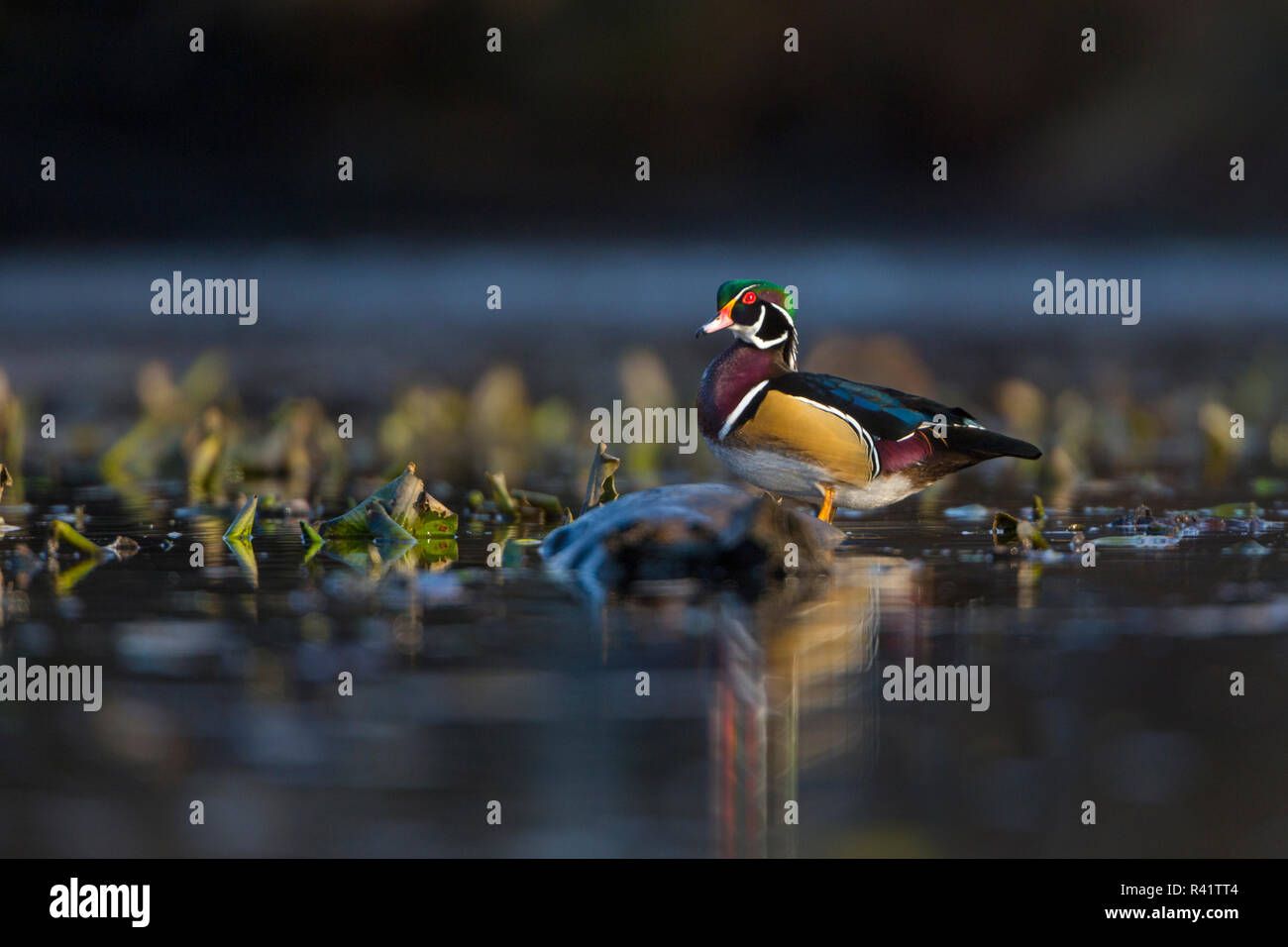 USA, Staat Washington. spotlit männlichen Holz Ente (Aix sponsa) Sitzstangen in einem Teich in Seattle. Stockfoto