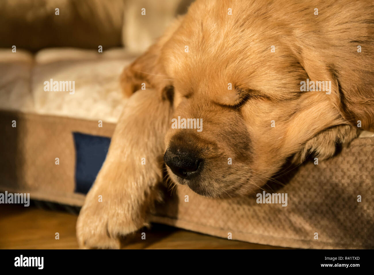 Schlafen Acht Wochen Alten Golden Retriever Welpen Pr Stockfotografie Alamy