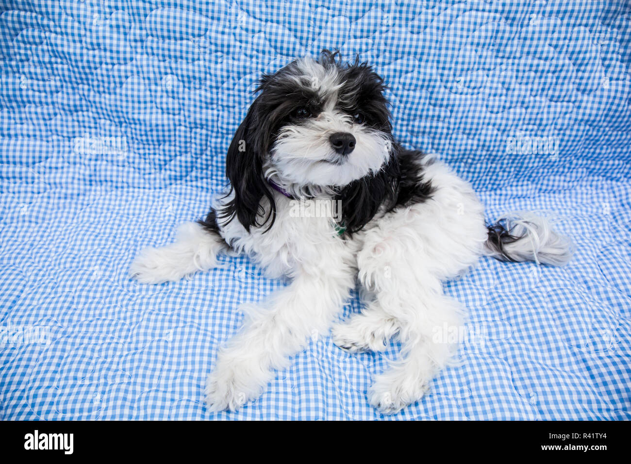 Maltipoo Welpen Liegen Auf Einem Sofa Maltipoos Sind Eine Kreuzung Hybrid Hund Durch Die Zuchtung Eines Maltesischen Und Einen Pudel Pr Stockfotografie Alamy