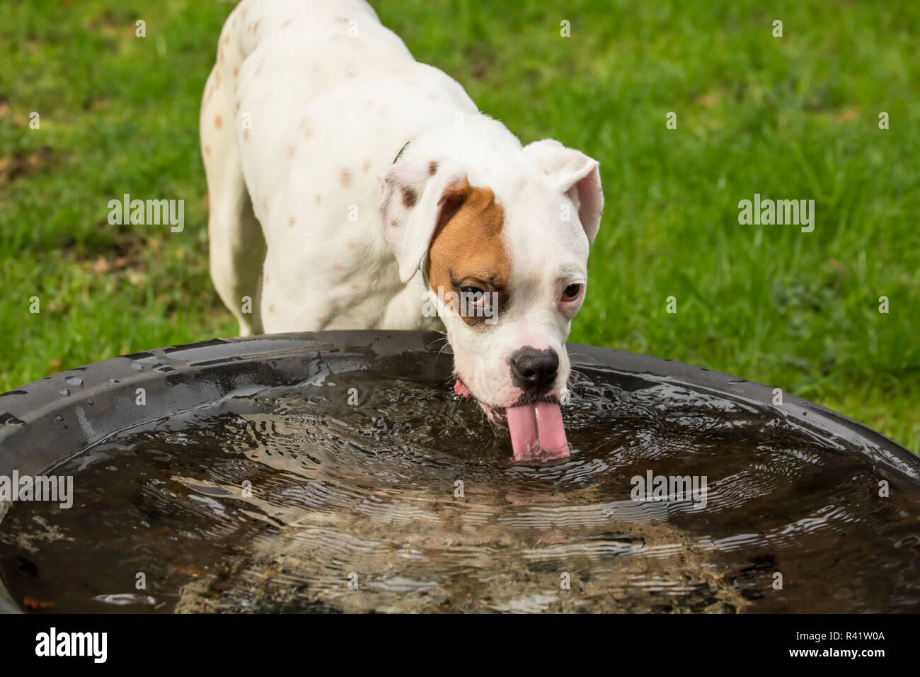 Issaquah, Washington State, USA. Nikita, ein Boxer Welpen trinken aus einem großen Regen gefüllten Wanne in seinem Hof. (PR) Stockfoto