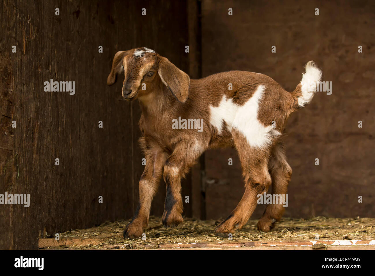 Issaquah, Washington State, USA. Zwölf Tage alten Mischling Ziege Kind in einem offenen Bereich, in der Scheune posieren. (PR) Stockfoto