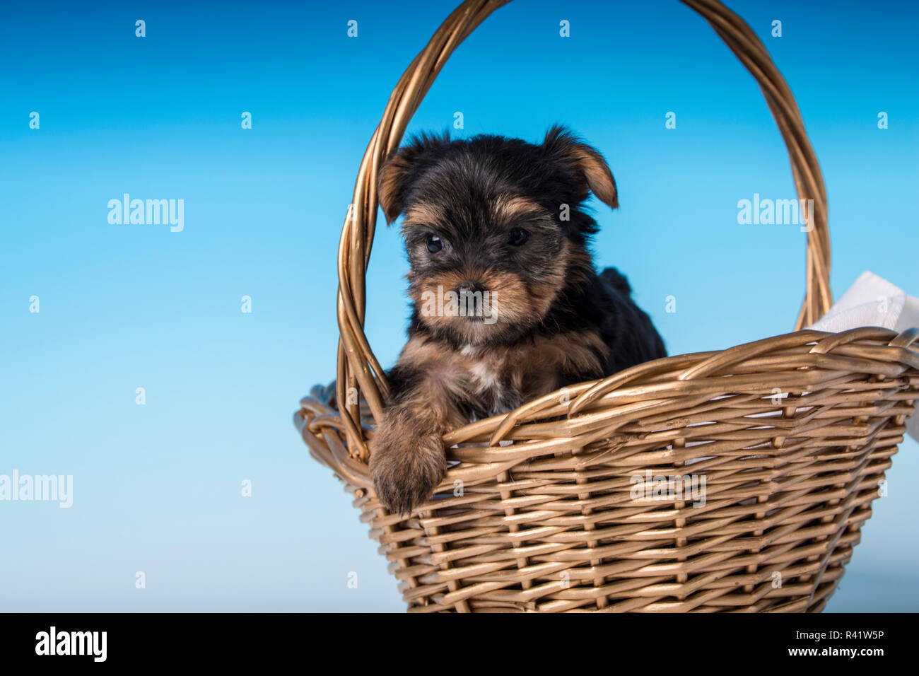 Teetasse Yorkie Stockfotos Und Bilder Kaufen Alamy
