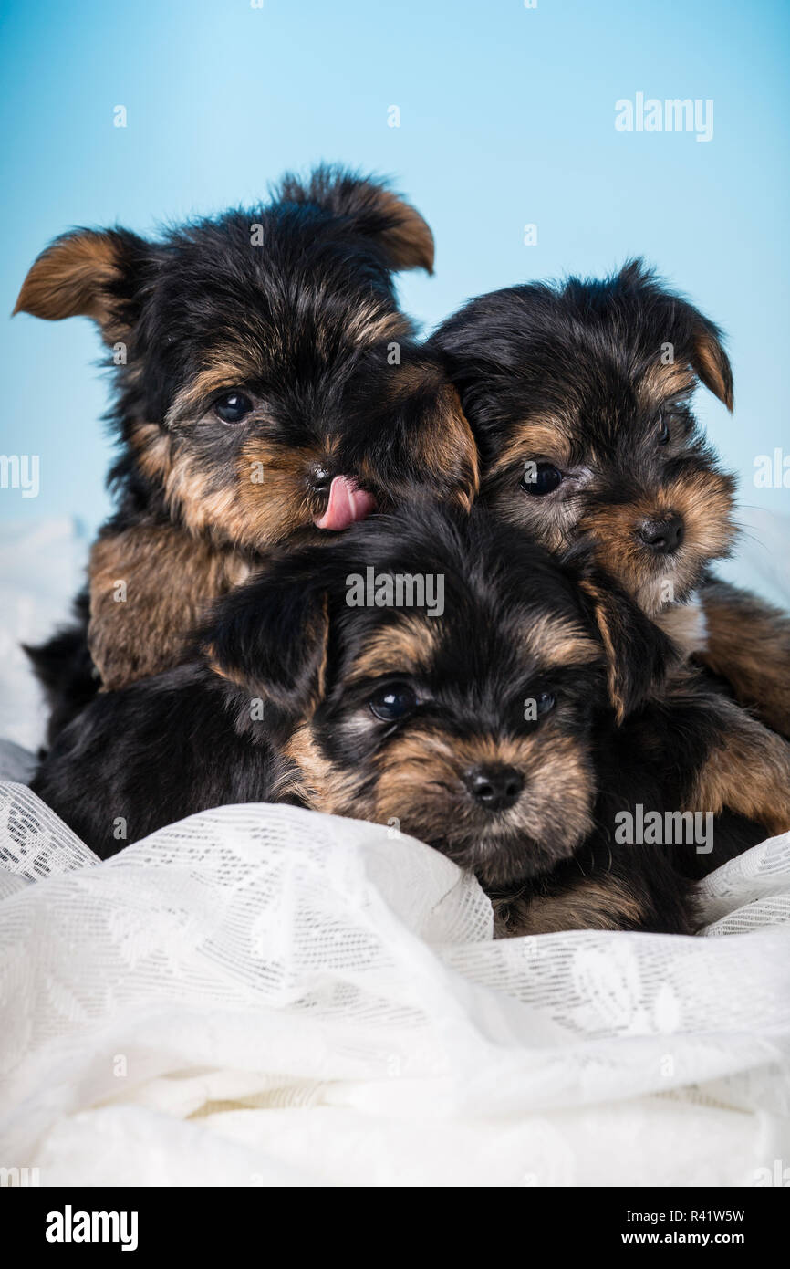 Teetasse Yorkie Stockfotos Und Bilder Kaufen Alamy