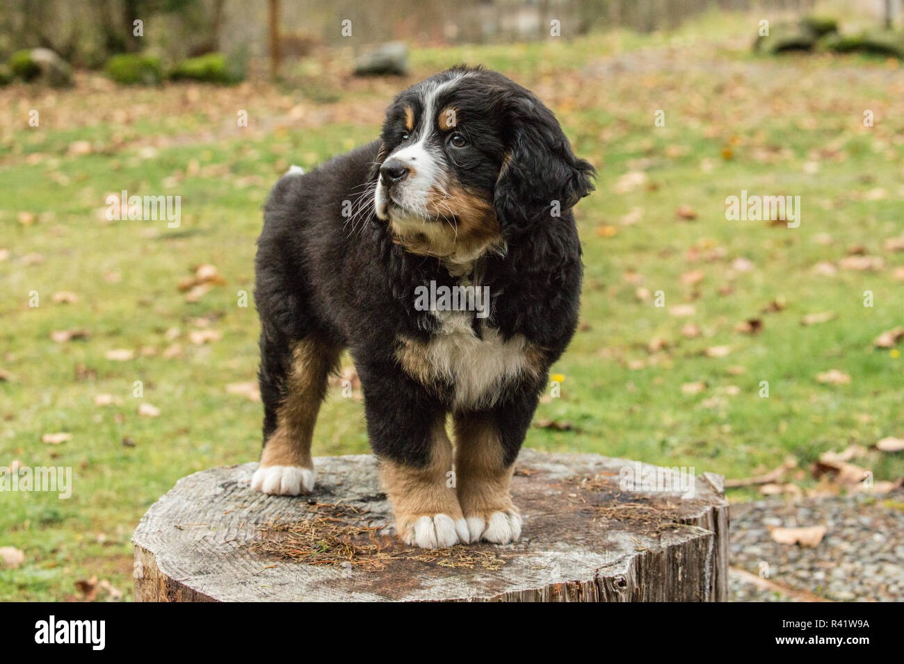 North Bend, Washington State, USA. 10 Wochen alter Berner Berg Welpe, stehend auf einem Baumstumpf im Park. (PR) Stockfoto