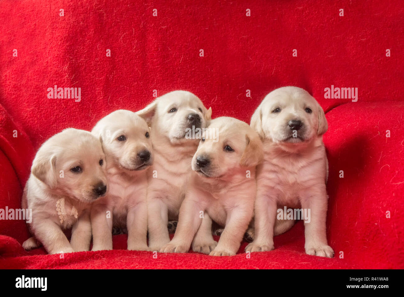 Wurf von einem Monat alten gelben Labrador Welpen. (PR) Stockfoto