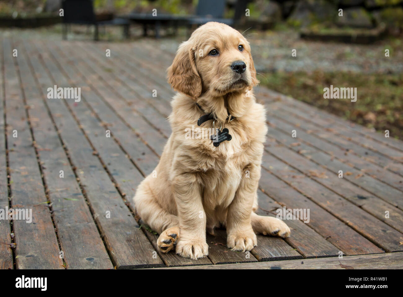 was wiegt ein golden retriever mit 8 wochen