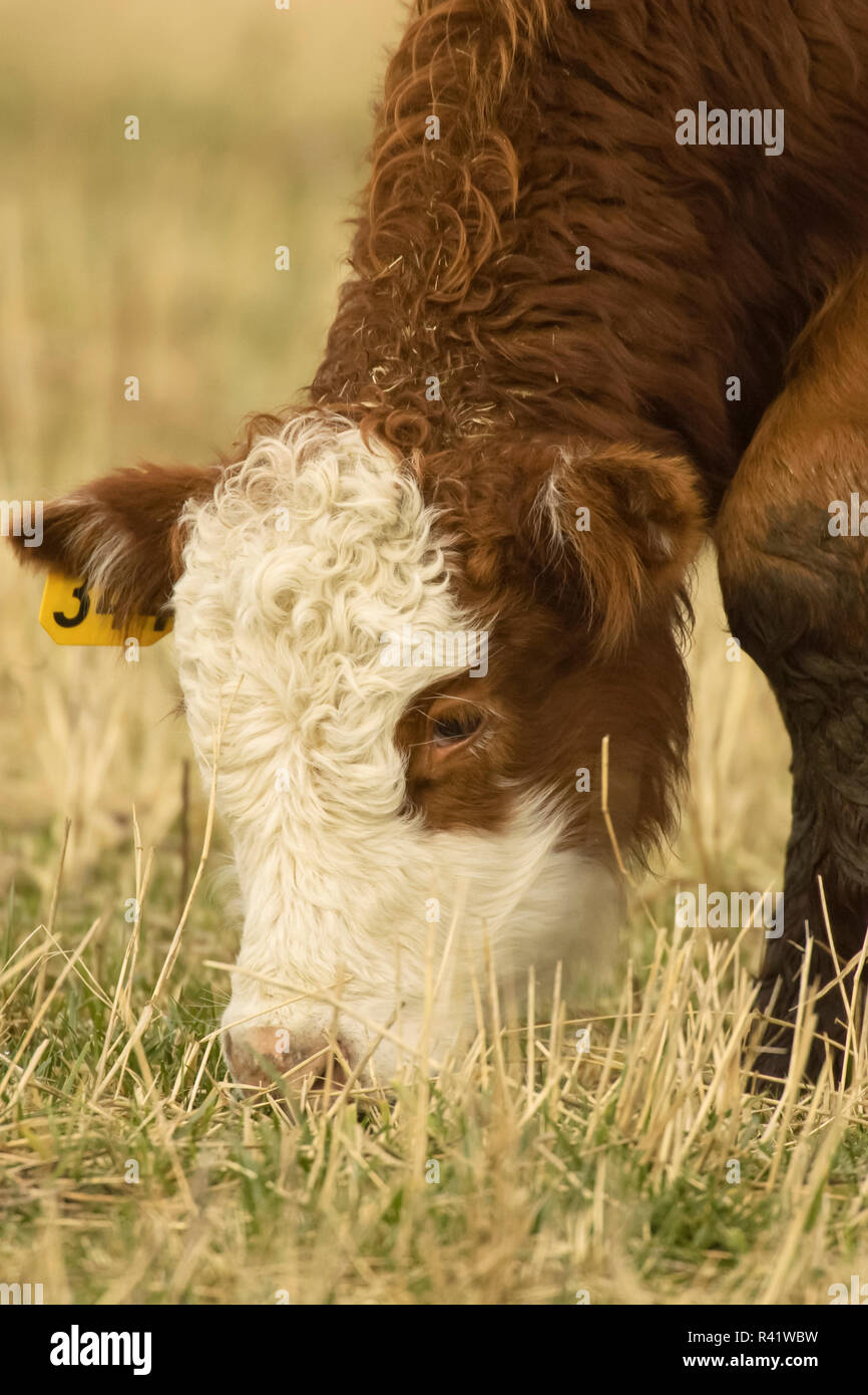 La Conner, Washington State, USA. Nahaufnahme Porträt einer Hereford Kühe grasen auf der Weide. Stockfoto