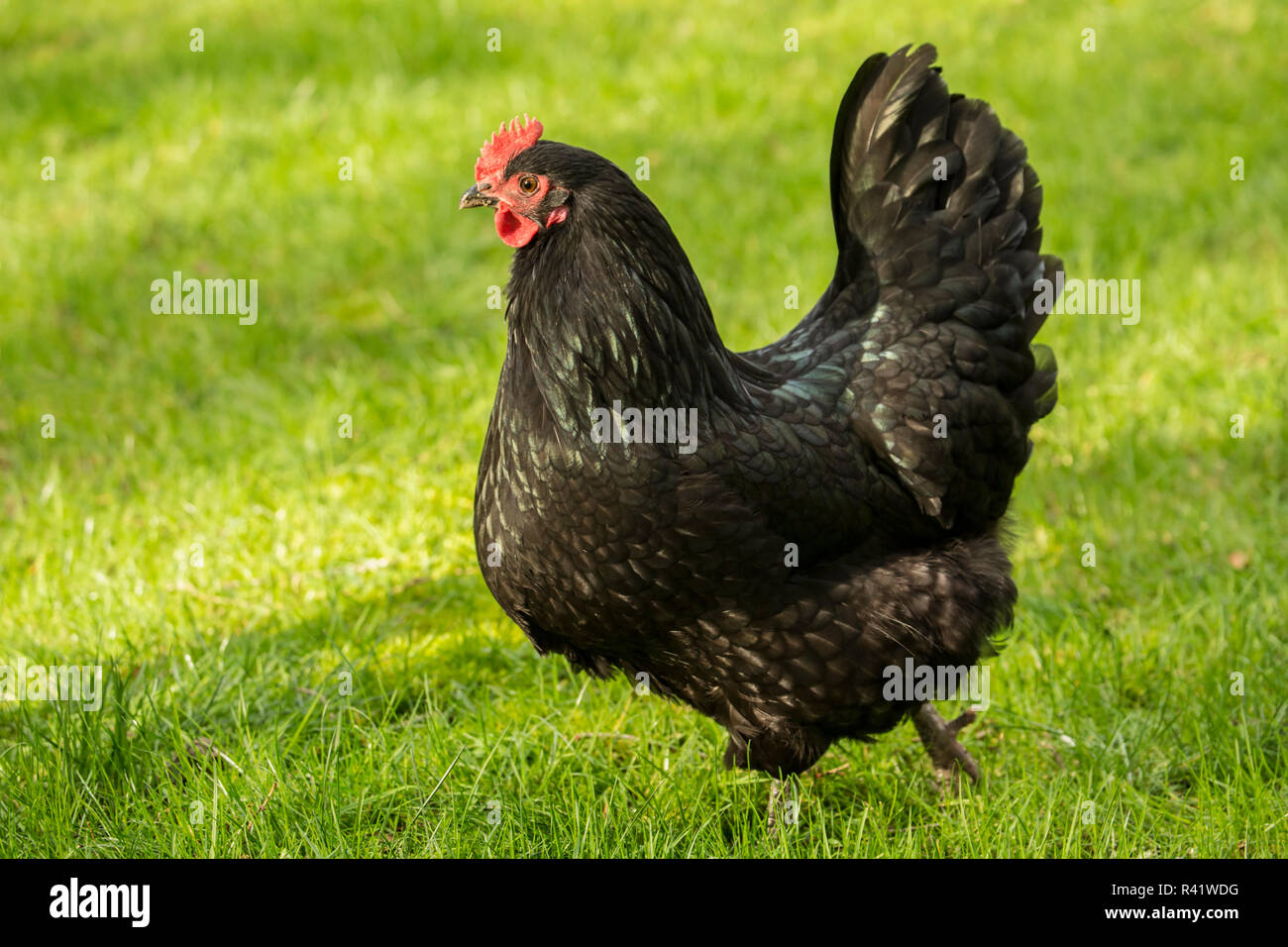 Issaquah, Washington State, USA. Frei Schwarz Australorp Huhn. (PR) Stockfoto