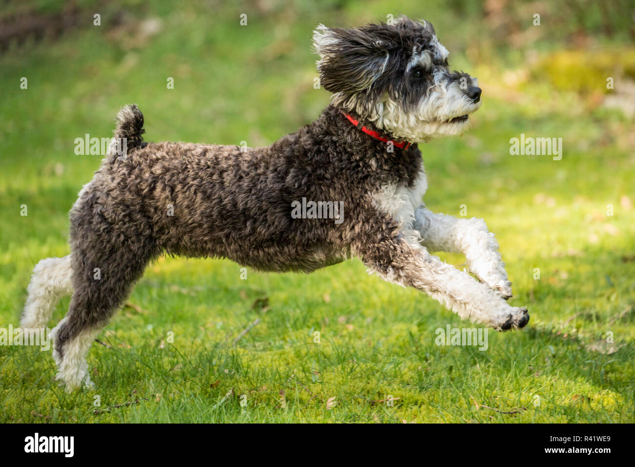 Issaquah, Washington State, USA. Schnoodle Welpen begeistert in seinem Hof  läuft. (PR Stockfotografie - Alamy