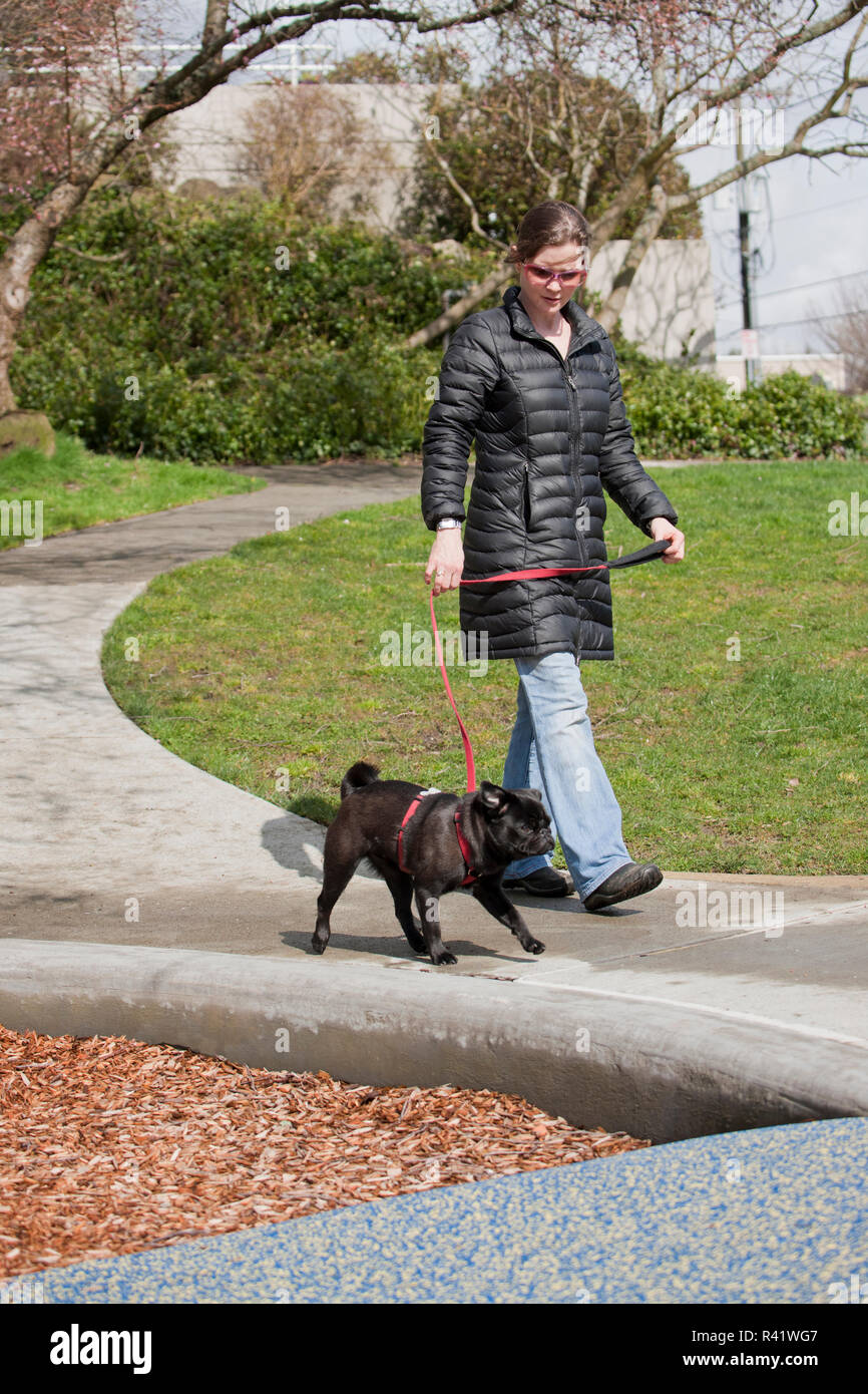 Seattle, Washington State, USA. Frau wandern Ihr schwarzes Pug in einem städtischen Umfeld. (PR, MR) Stockfoto
