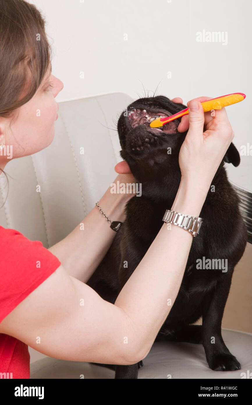 Frau putzen der Zähne Ihres schwarzen Mops. (PR, MR) Stockfoto