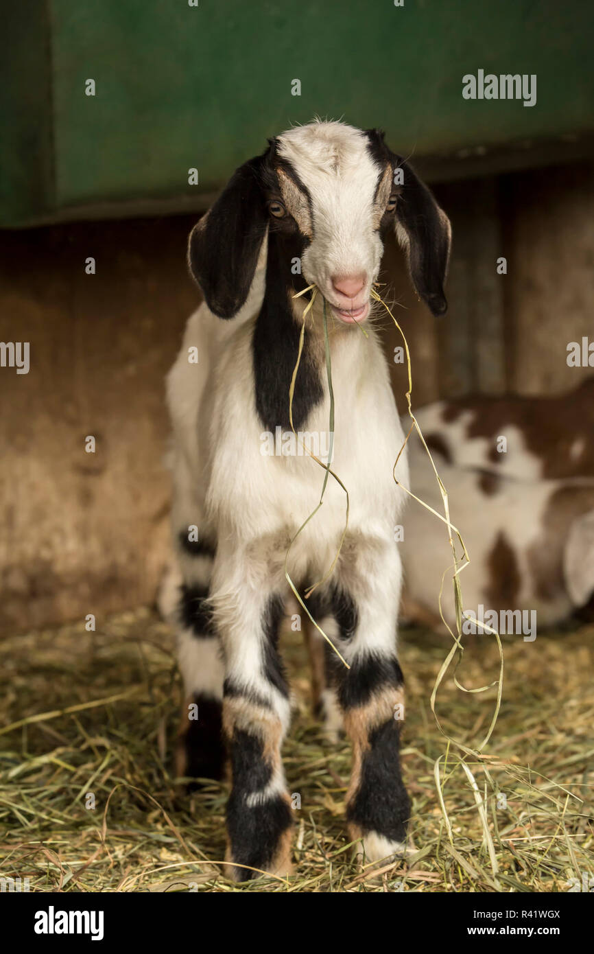 Issaquah, Washington State, USA. Zwölf Tage alten Mischling Nubian und Boer goat Kid essen Heu zum ersten Mal. (PR) Stockfoto