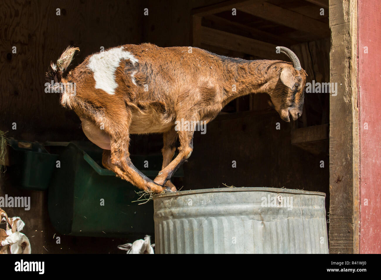 Issaquah, Washington State, USA. Nach doe Mischling Nubian und Boer goat auf eine upside-down-springen Metall Trog. (PR) Stockfoto