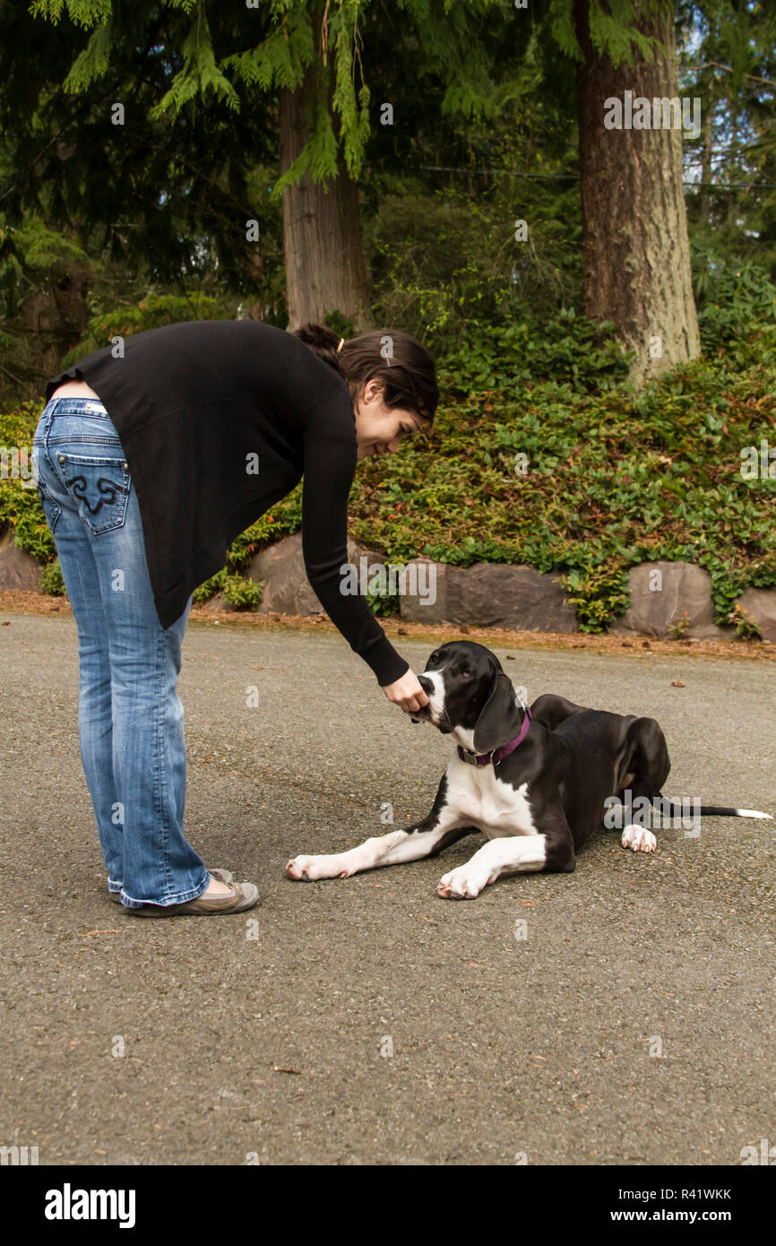 Issaquah, Washington State, USA. Sechs Monate alte Deutsche Dogge Welpe mit einer Behandlung für die Durchführung eines 'Down'-Befehl belohnt werden. (PR, MR) Stockfoto