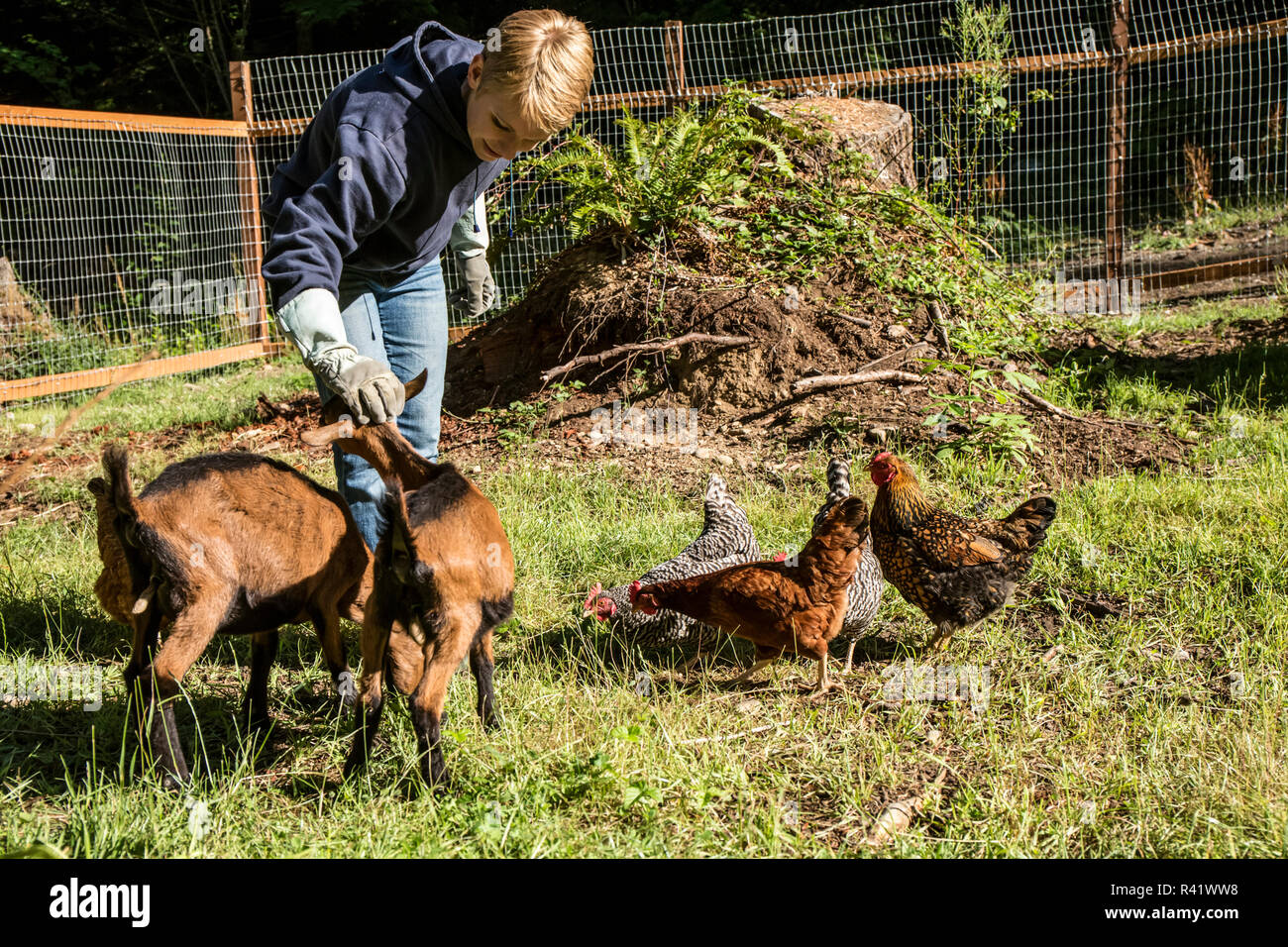Issaquah, Washington State, USA. Frau und ihr 11 Woche alt Oberhasli Ziegen und Verjähren in Plymouth Rock und Rhode Island Red chickens. (MR, PR) Stockfoto