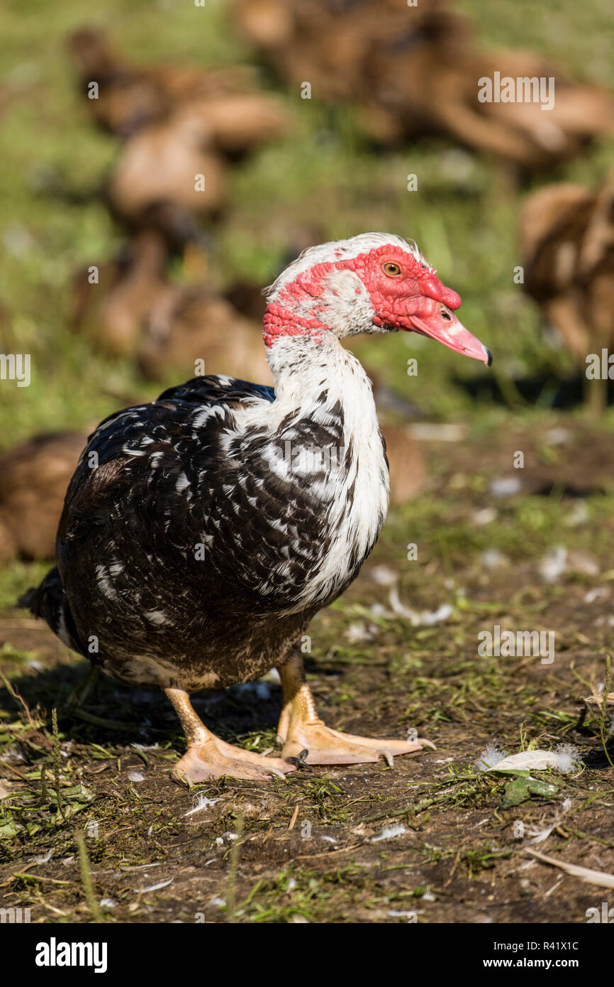 Nelke, Washington State, USA. Männliche Muscovy duck in eine Herde von Khaki Campbell Enten. (PR) Stockfoto