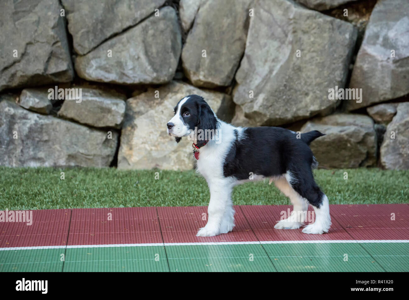 Issaquah, Washington State, USA. Zwei Monate alten Springer Spaniel Welpen stehen auf dem Kunststoff Fliesen- Sportplatz in seinem Hinterhof. (PR) Stockfoto