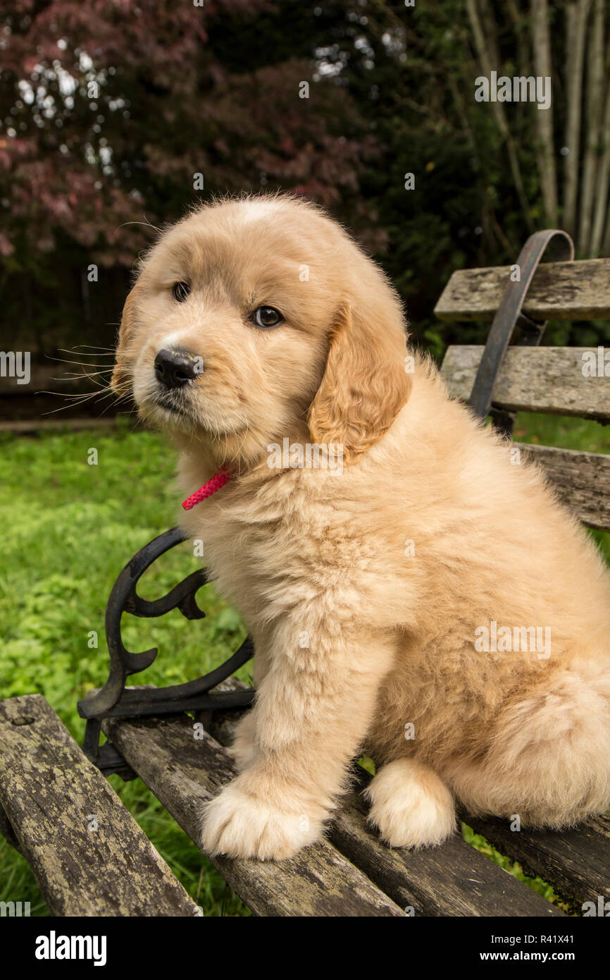 Issaquah, Washington State, USA. Sieben Woche Goldendoodle Welpen sitzen auf einem rustikalen Holzbank niedlich. (PR) Stockfoto