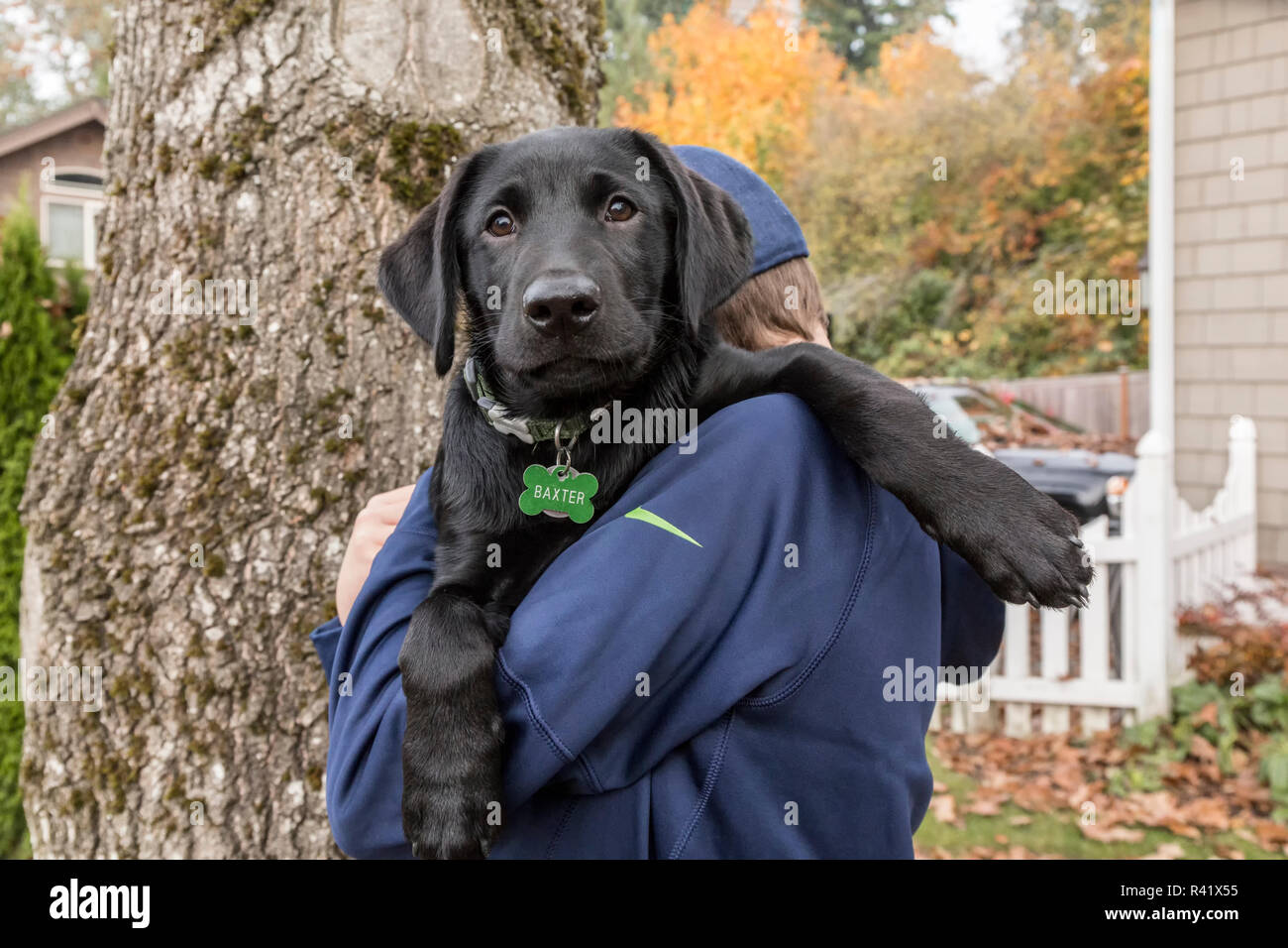 Bellevue, Washington State, USA. Junge mit seinen drei Monate alter schwarzer Labrador Retriever Welpen. (PR, MR) Stockfoto