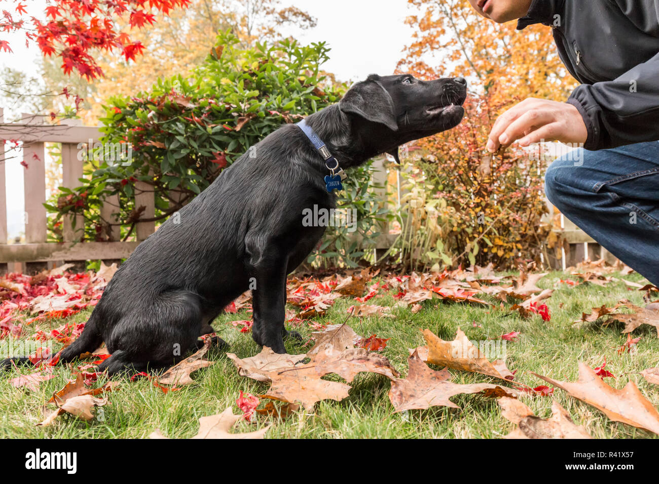 Bellevue, Washington State, USA. Mann seine drei Monate alter schwarzer Labrador Retriever Welpen auf Kommando sitzen Ausbildung. (PR, MR) Stockfoto