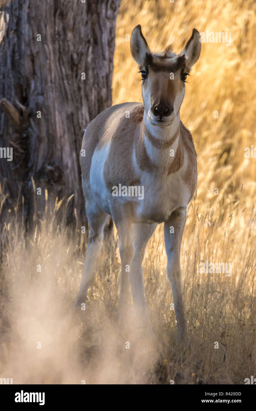 USA, Montana, Paradise Valley. Close-up pronghorn Antilope. Stockfoto
