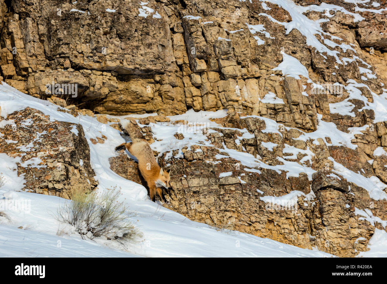 Red Fox im Winter im Yellowstone National Park, Wyoming, USA Stockfoto