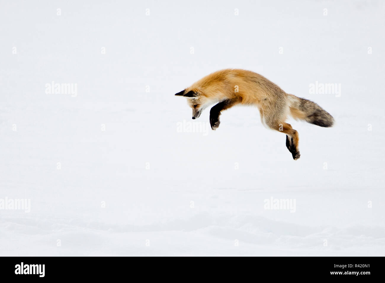 USA, Yellowstone National Park, Wyoming. Ein roter Fuchs Sprünge für seine Beute versteckt sich unter dem Schnee. Stockfoto