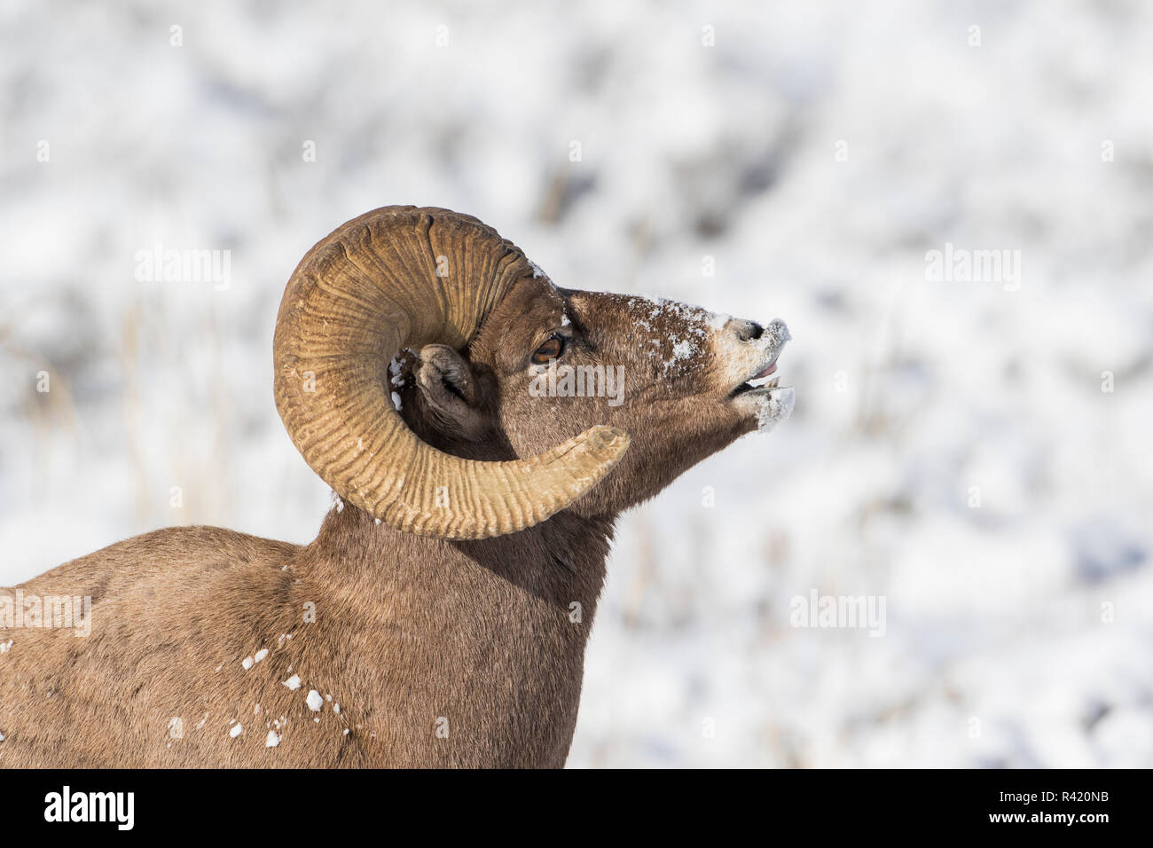 USA, Wyoming Jackson Hole, National Elk Refuge, Dickhornschafen Ram Lippe rollt sich der Duft einer Frau während der Brunft zu holen. Stockfoto